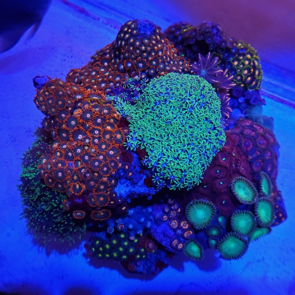 XLarge Zoanthid Combo Mixed Colony WYSIWYG Reef Geeks